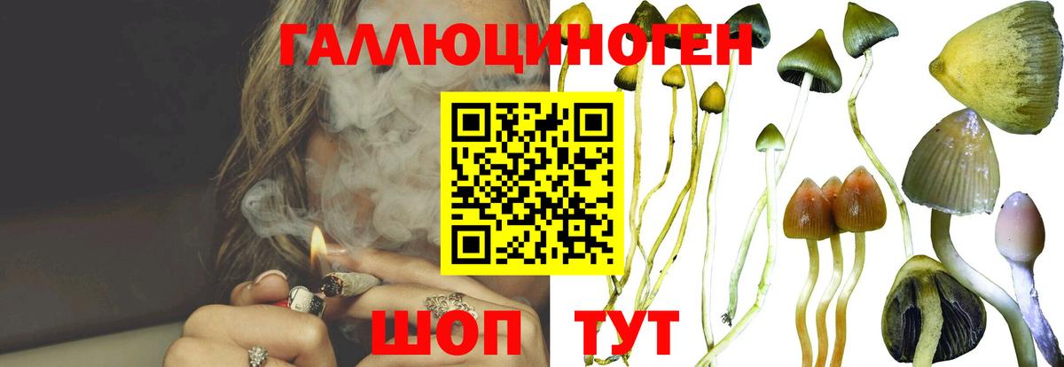 Псилоцибиновые грибы прущие грибы Новокубанск